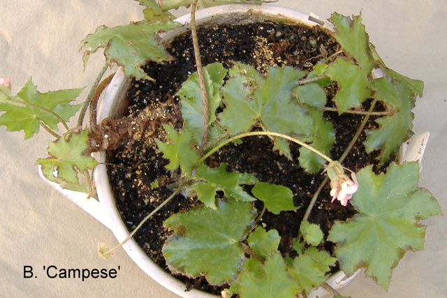 B. ‘Campese’